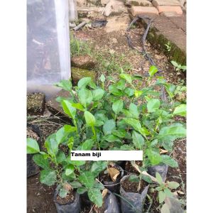 Bibit Jeruk Purut atau Bumbu Okulasi Sudah Besar