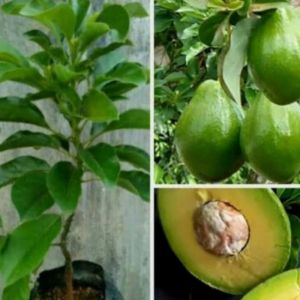 Bibit Alpukat Mentega Jumbo Bisa Ditanam Dataran Rendah Dan Tahan Terhadap Hama Jlat Buah Bisa Mencapai Berat 3kg Lebih Bibit Sudah Hasil Okulasi Berbuah Pendek Dalam Pot Pemesanan Bisa COD Bayar Dirumah