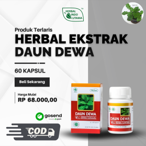 Ekstrak Daun Dewa 60c - Herbal untuk Kista Tumor Stroke & Kolesterol