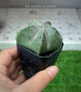 XƯƠNG RỒNG KHẾ BẠC- SIZE 5-7cm- xuất xứ Đà Lạt khoẻ đẹpLỖI 1 ĐỔI 1