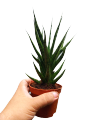 Sansevieria 'Bunlue Torch’  (4 to 6 inches height)[With FREE 1 Pc. Cocopeat, Ipa, Philodendron  cutting randomly picked by Seller]. 