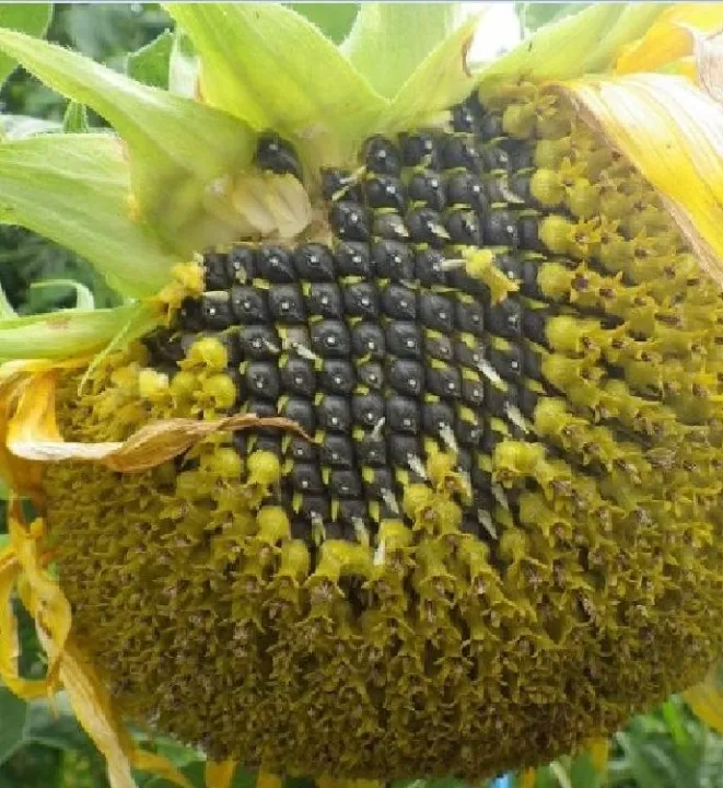 H%E1%BA%A1t%20gi%E1%BB%91ng%20hoa%20h%C6%B0%E1%BB%9Bng%20d%C6%B0%C6%A1ng%20kh%E1%BB%95ng%20l%E1%BB%93%20-%20g%C3%B3i%2030%20h%E1%BA%A1t%20-%20Image%204