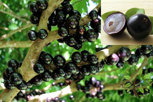 Berjaya Plant Nursery - Pokok Anggur Brazil/Jaboticaba(Pokok Buah Hidup/Buah-buahan/Real Live Fruit Tree)