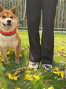 Pet Harness and Leash Pet collar neck collar dog leash dog chain pet supplies in adjustable pet harness walking leash set for daily walks and supervised outdoor trips Pet Equipment