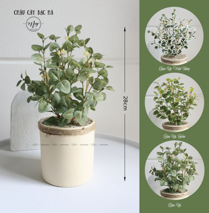 Cây giả decor, Chậu cây lá táo bạc, bạc hà trang trí, để bàn, chậu trụ ...
