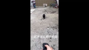 Ultrasonic Dog Repeller Anti Bark Device Pet Trainer LED Flashlight Handheld Battery Operated