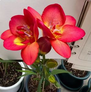 Củ giống hoa lan nam phi hoa màu đỏ - 1 củ tặng kèm 1 viên nén sơ dừa ươm củ - VTNT1