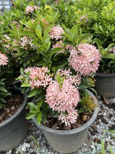 เข็มชมพูแคระ เข็มพิษณุโลกชมพู ดอกสวยตลอดทั้งปี ดูแลง่ายมาก Ixora hybrid Pink Ixora