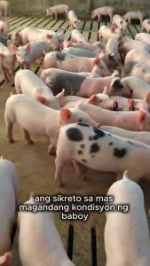 [Buy 1 Get 1 Free] Baboy Probiotics 250g for Pigs – Supports Weight Gain of Up to 130kg in 3 Months Helps Reduce Diarrhea and Improves Farm Productivity