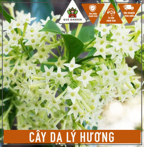 Cây Hoa Dạ Lý Hương - Hoa thơm đặc biệt về đêm - Tổng thể tầm 40-50 cm!