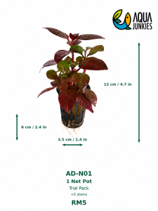 Alternanthera Dentata Live Semi-Aquatic Plant | Purple Foliage | Paludarium & Terrarium Plant