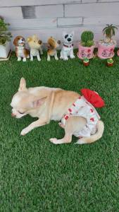 กางเกงอนามัยสุนัขเพศเมีย ป้องกันฉี่ ประจำเดือน