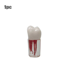 Model Gigi Endodontik Dengan Saluran Akar / Endodontic Training Root Canal