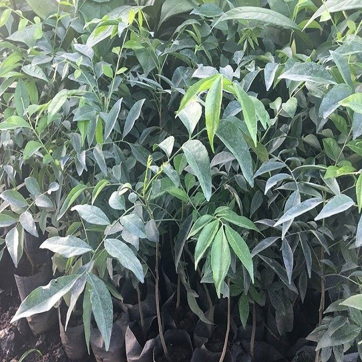 C%C3%82Y%20M%E1%BA%AEC%20M%E1%BA%ACT%20GI%E1%BB%90NG%20(C%C3%82Y%20M%C3%93C%20M%E1%BA%ACT)%20-%20Image%205