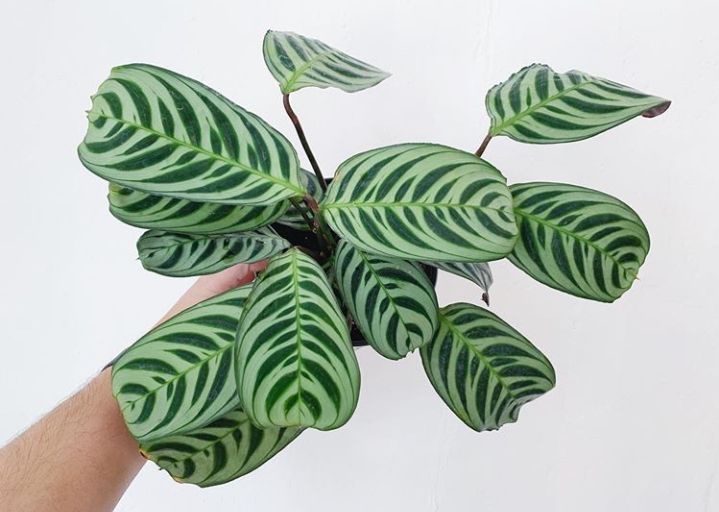 tanaman hias calathea stromata/maranta merak | Lazada Indonesia