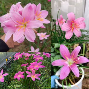 Combo 40 Củ hoa huệ mưa màu hồngcủ tóc tiên-gieo trồng quanh năm