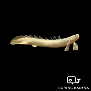 BRBN Albino Cuvier Bichir / Albino Senegal - Bichir Fish - Dinosaur Bichir - Albino Fish - Ikan Bichir - Aquarium Freshwater Fish / Ikan Air Tawar