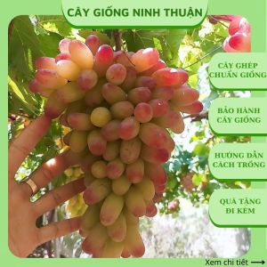 Cây nho giống Ngón tay 152 hồng nhật móng tay leo giàn Ninh Thuận NT04