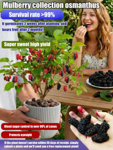Seedless Mulberry Tree Seedlings Four Seasons Planting Edible Fruit Nutritional Value Home Garden Planting Commercial Business All Ages Men Women