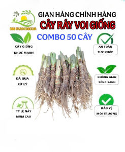 combo 50 củ ráy voi thân mập nhiều rễ