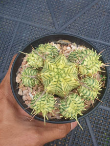 ต้นยูโฟร์เบีย เมโลฟอร์มิสด่าง Euphorbia meloformis Variegata #Euphorbia #ไม้โขด #cactus #Euphorbia