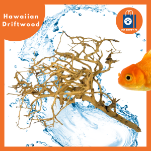 Hawaiian Driftwood for Aqua Scaping Fish Tank Set up