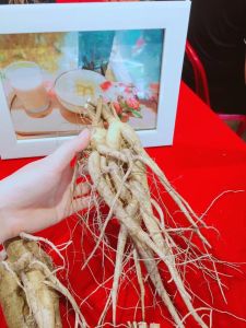 1 LẠNG NHÂN SÂM KHÔ BỐ CHÍNH