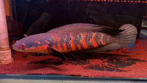 Channa Red Barito/Channa /Import From Indonesia/Freshwater印尼红梅花/梅花斑/活鱼(Sin Quan Aquaculture Enterprise)