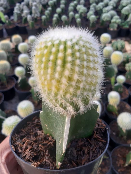 tanaman hias scopa albino kaktus grafting size dewasa | Lazada Indonesia