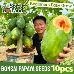 [High Germination] Fresh Sweet Papaya Seeds for Plating Fruit Trees (10Seed) Tropical Red Lady Papaya Fruit Seeds for Pot & Garden Dwarf Papaya Plant Tree Seeds F1 Heirloom Papaya Seeds High Yield Bonsai Fruit Bearing Tree Seedlings Grow Papaya From Seeds
