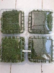 Bibit Tanaman Azolla Murah Berkualitas