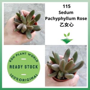 KDH Import Live Plant Succulent Pokok Hidup Cacti Kaktus Sukulen [Sedum Pachyphyllum Rose]