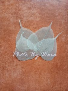 ใบโพธิ์ ใบไม้แห้ง (ใบไม้จริง) 20 ใบ ใบไม้แห้งสไตล์วินเทจ ถ่ายภาพ ตกแต่ง