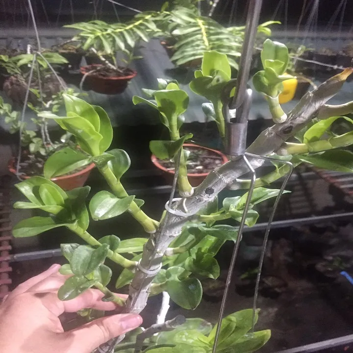 Phi%20%C4%91i%E1%BB%87p%205CT%20Th%E1%BB%B1c%20H%C3%A0,%20hoa%20c%E1%BB%B1c%20%C4%91%E1%BA%B9p,%20tr%E1%BA%AFng%20tinh%20khi%E1%BA%BFt,%20t%C3%A1ch%20ki%20th%C3%A2n%20m%E1%BA%B9%20gi%C3%A1%20r%E1%BA%BB%20-%20Image%204