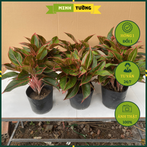 Cây Phú Quý - Cây Cảnh Phong Thủy Cây Văn Phòng