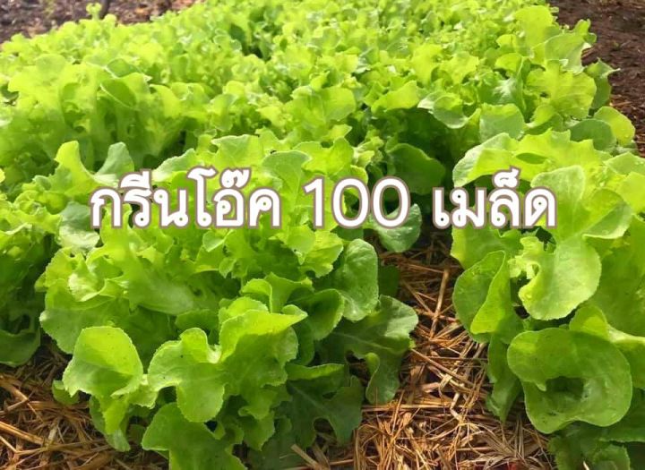 10 อันดับ เมล็ดพันธุ์ปลูกง่าย โตไว ที่สุดในปี 2025 สำหรับมือใหม่และมือโปร