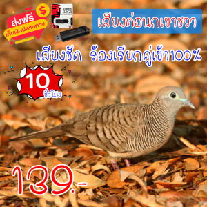 เสียงต่อ เสียงนกเขาชวา แฟลชไดร์ฟเสียงนกเขาชวา สำหรับต่อหรือล่อนก ร้องเรียกคู่ ความยาว 10 ชม.เสียงดัง เสียงใสกังวาน ได้ผล100% 8shop