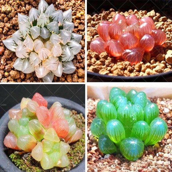 Rare Beauty Mixed Succulent Seeds – 100pcs/pack – Indoor/Outdoor, Multicolor