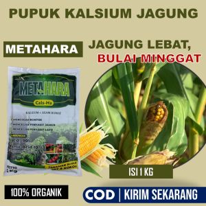OBAT BULAI JAGUNG TERBAIK METAHARA 1 Kg - Pupuk Alami Organik Semprot Pengendali Tanaman Jagung Bulai dan Busuk Batang Daun dan Buah - Cara Mengatasi Bulai Jagung Secara Efektif dan Organik