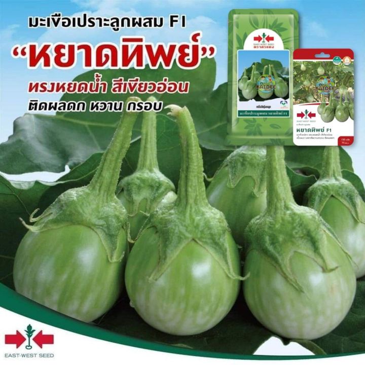 เมล็ดมะเขือเปราะ หยาดทิพย์ F1 ตราศรแดง ผลดก ปลูกได้ตลอดปี