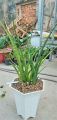 Cây lưỡi hổ - Sansevieria Stella Var. 