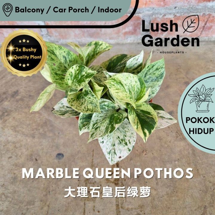 Marble Queen Pothos 大理石皇后绿萝 Anak Pokok Hiasan Dalam Rumah Hidup Indoor ...