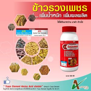 ข้าวรวงเพชร ลมเบ่ง เร่งสุก เพิ่มน้ำหนัก เอเจนต้า คอร์ป สร้างแป้งข้าว เมล็ดแกร่ง ไม่ลีบ ไม่หัก ใช้ก่อนเก็บผลผลิต