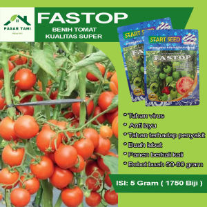 ( COD ) Benih Tomat FASTOP 5 Gram 1750 Biji Super Unggul Jenis Servo Buah Lebat Cocok Semua Dataran