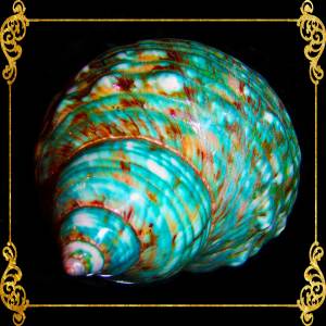 Turbo Green Burgees | Green Turbon | Turbo Mamoratus | 2 - 3 Inches