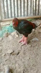 TỤ HUYẾT TRÙNG ĐƯỜNG RUỘT