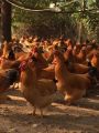 (50 packs) live chickens, chicks, chickens, three yellow chickens, five ...