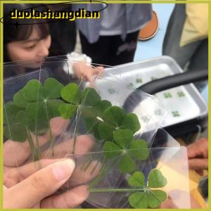 [Duola] โปสการ์ดรูปใบโคลเวอร์นำโชค1 5 10ชิ้นการ์ดอวยพรโปร่งใสหญ้าธรรมชาติสำหรับบุ๊กมาร์ก