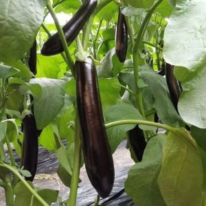 Biji Benih Terung Panjang Ungu (30 Seeds)/紫长茄子籽/Purple Long Eggplant Seeds