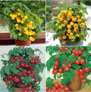 Combo 2 gói hạt giống cà chua bi lùn đỏ và lùn vàng -gói 20 hạt-tặng kèm gói phân bón lót
